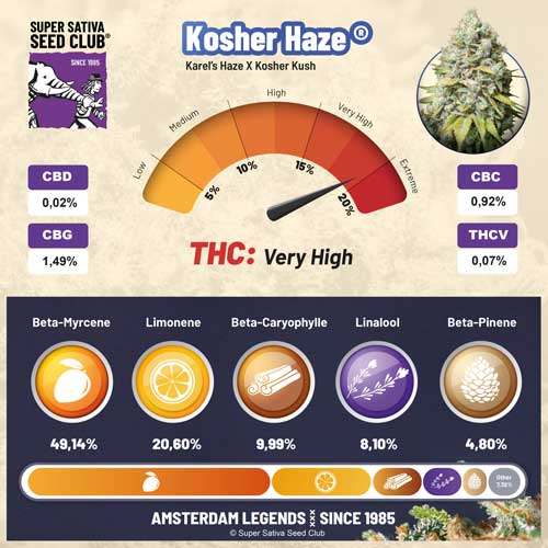 Kosher Haze Super Sativa terpenes and cannabinoids